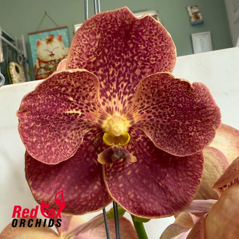 Vanda Adisak Happiness