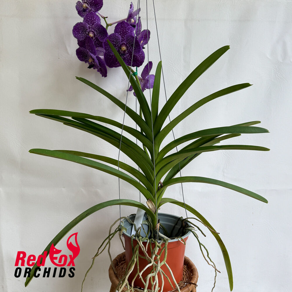 Vanda lumpini 'Red' x Thonglor x Ascda. Kultana x Kultana Scarlet