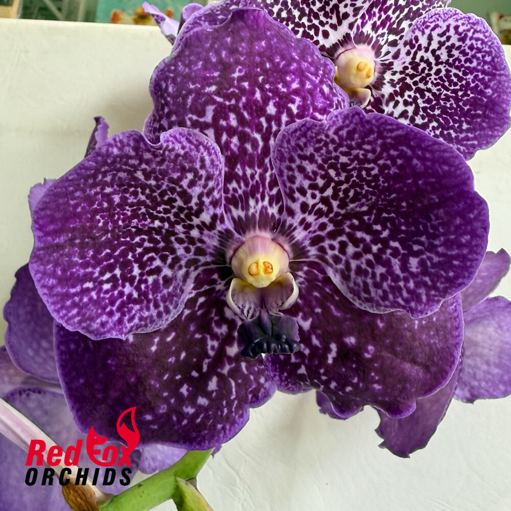 Vanda lumpini 'Red' x Thonglor x Ascda. Kultana x Kultana Scarlet