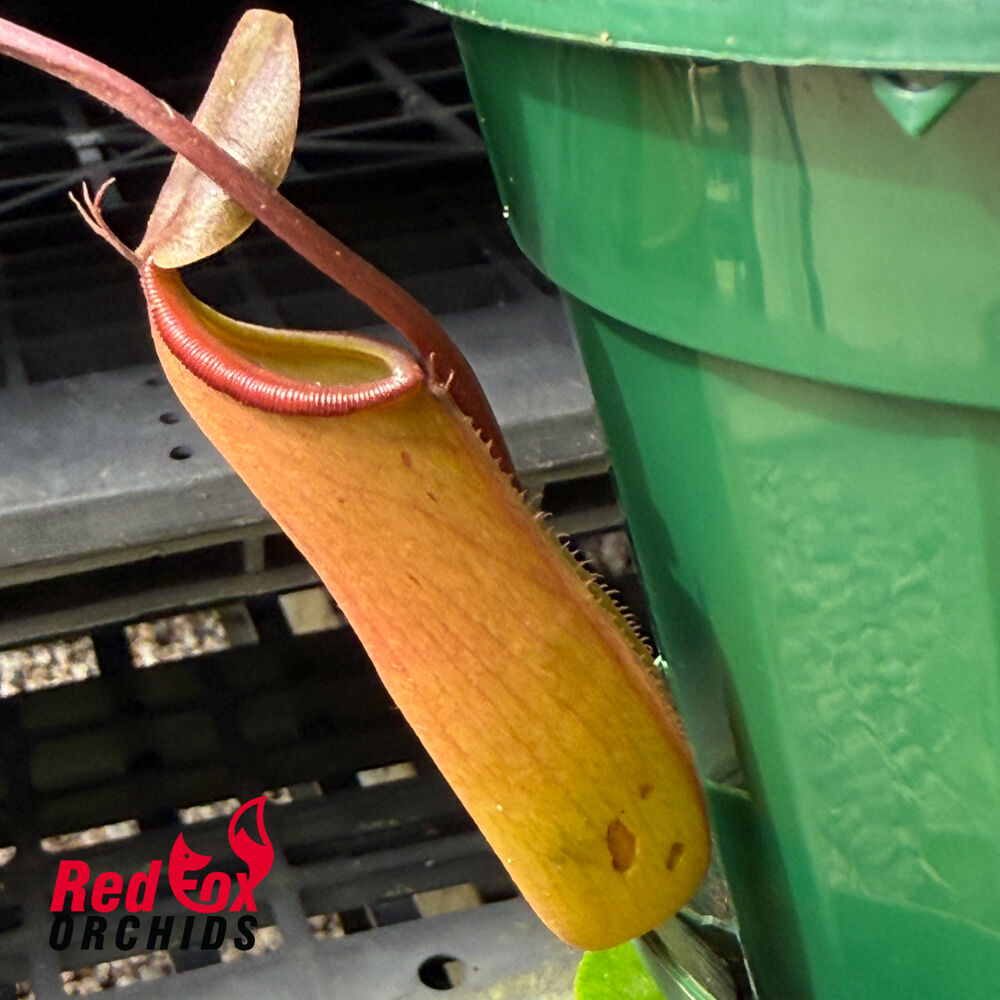 Nepenthes sanguinea X