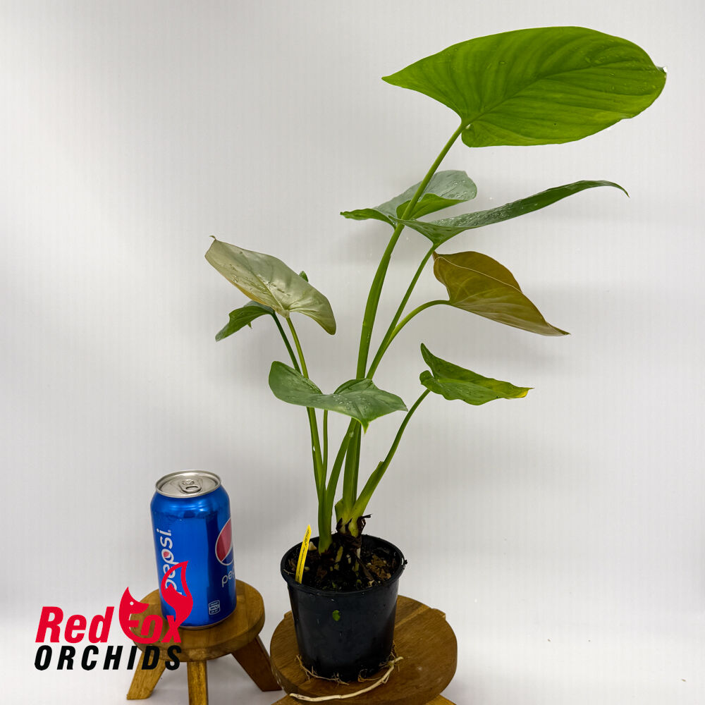 Homalomena Pewter Dream