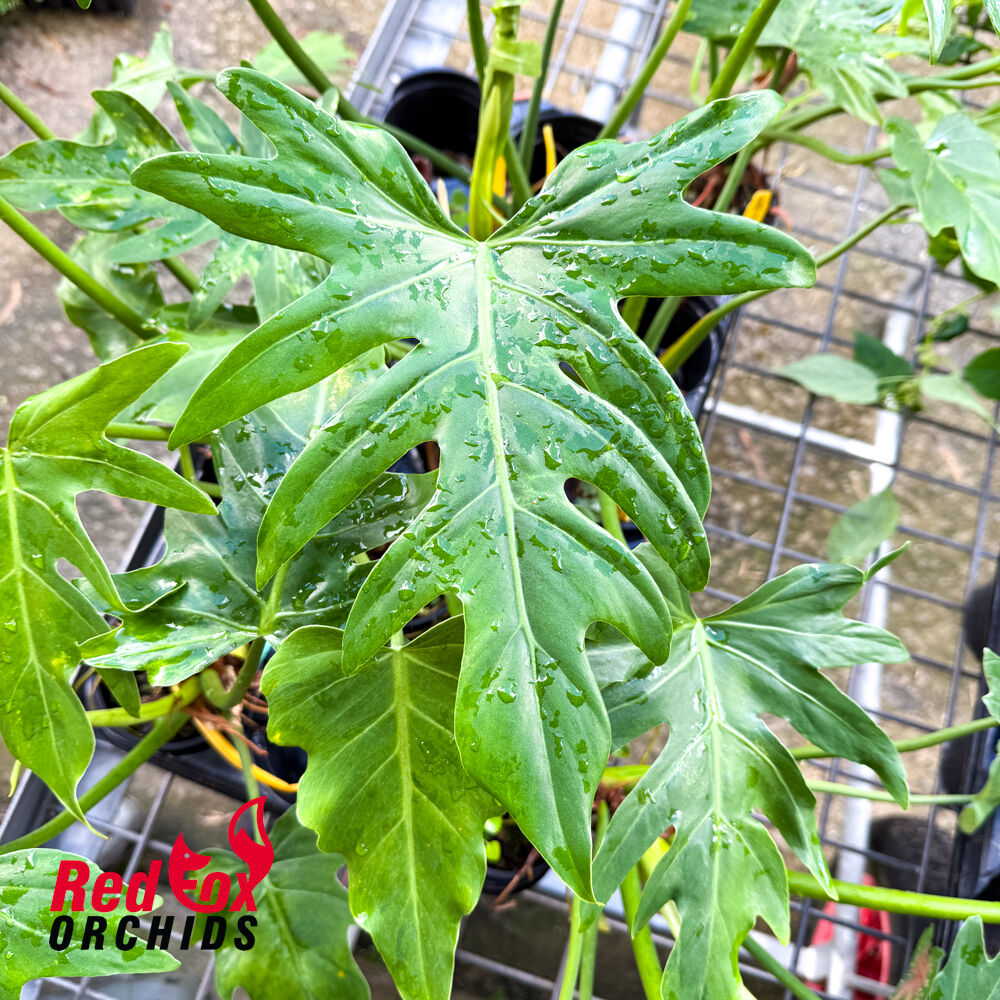 Philodendron lacerum