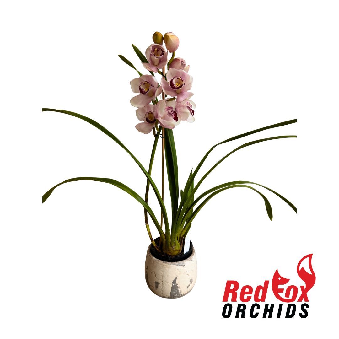 Cymbidium Barrita Mex