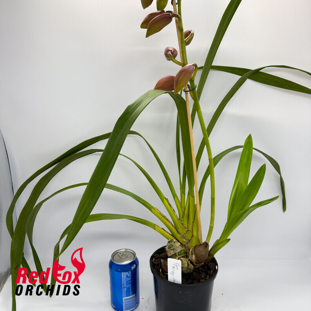 Cymbidium Kirby Dream