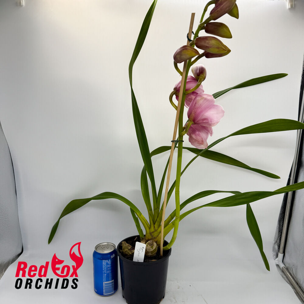 Cymbidium Sylva Atom