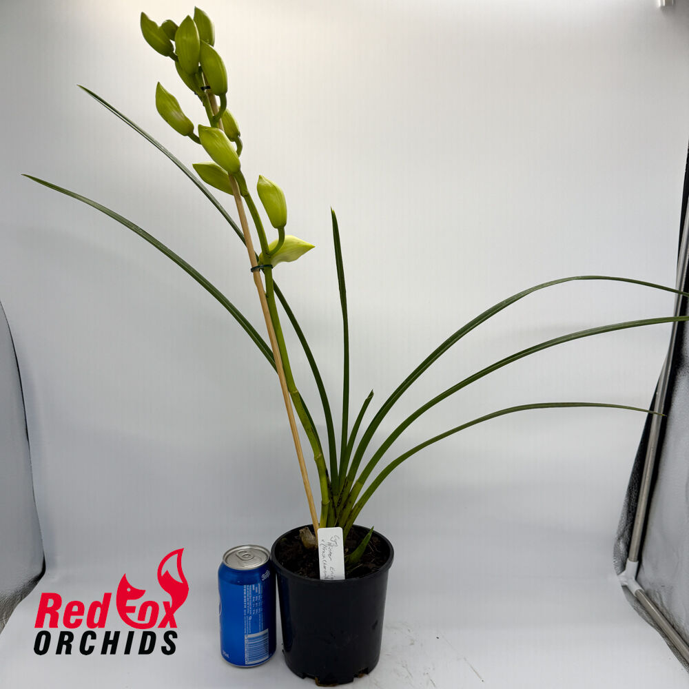 Cymbidium Winter Enigma x (Fresh Charisma x Serene Splash)