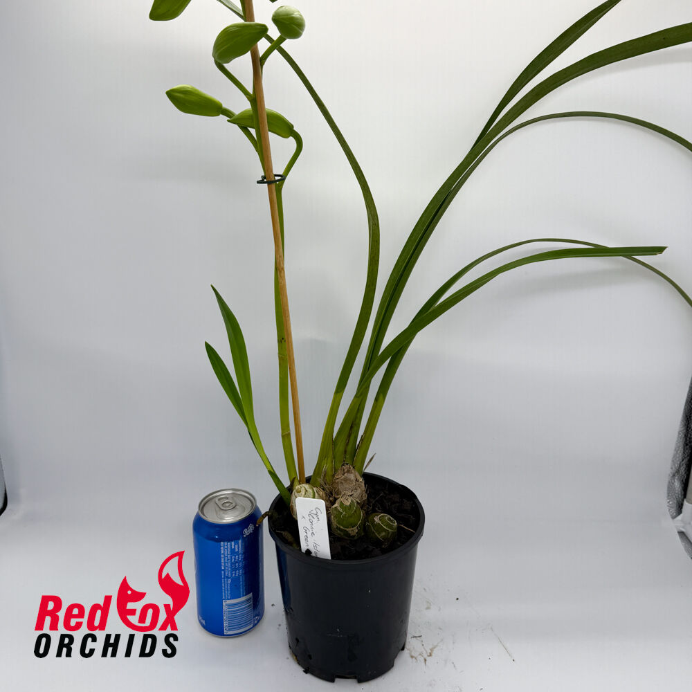 Cymbidium Connie Island x Green Connie