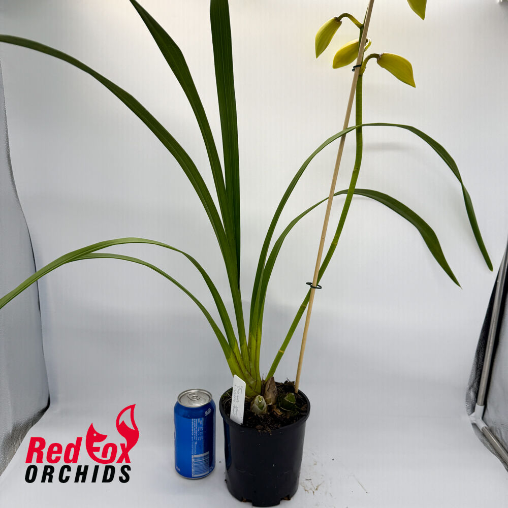 Cymbidium Cronulla Star x Justis Pearl