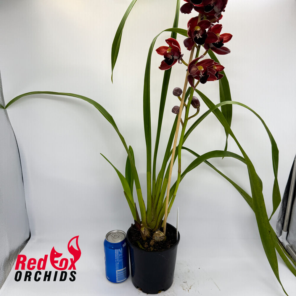 Cymbidium Pepper Blaze x Street Tango