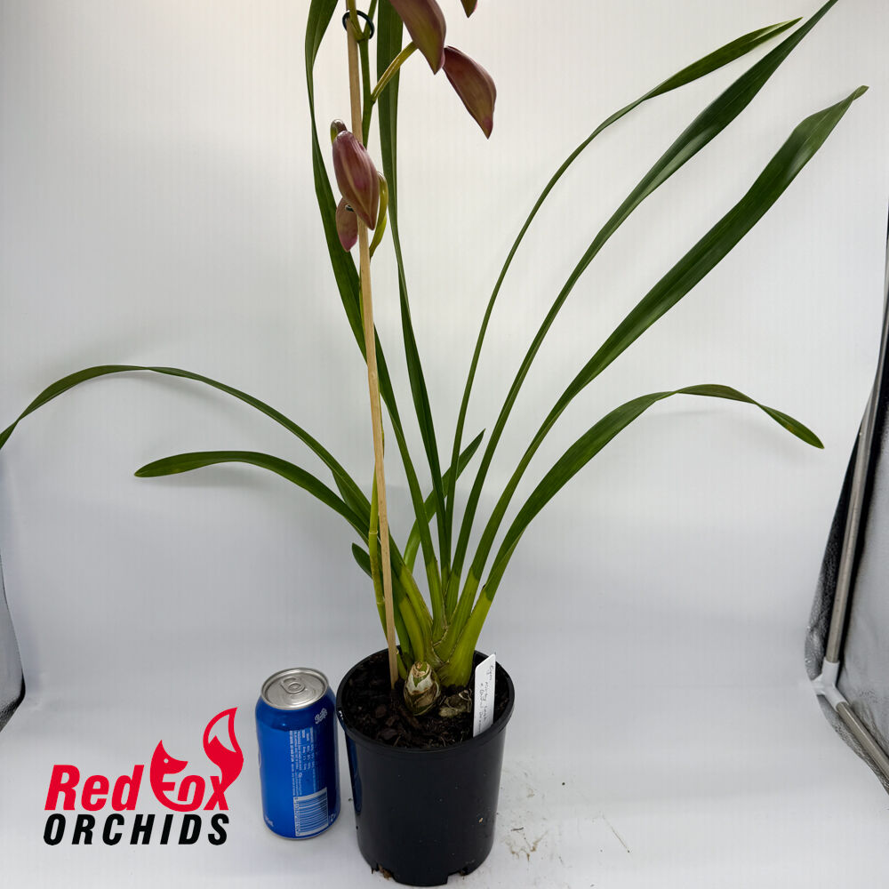 Cymbidium Kirby Lesh x (Dural Dream x Pepper Blaze)
