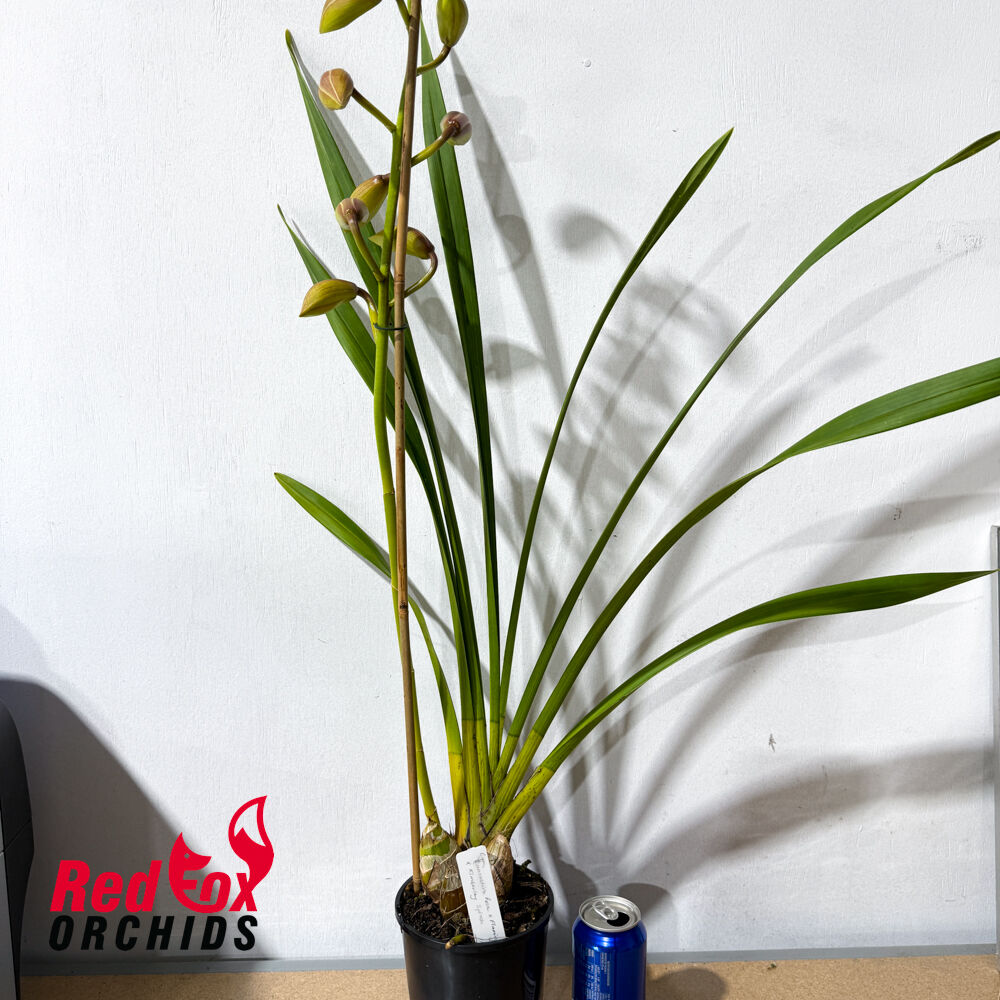 Cymbidium (Lancoshire Rose x Flaming Vulcan) x Kimberly Splash
