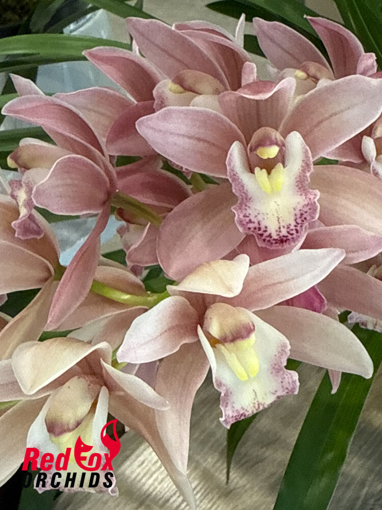 Cymbidium New Century 'Rosie'