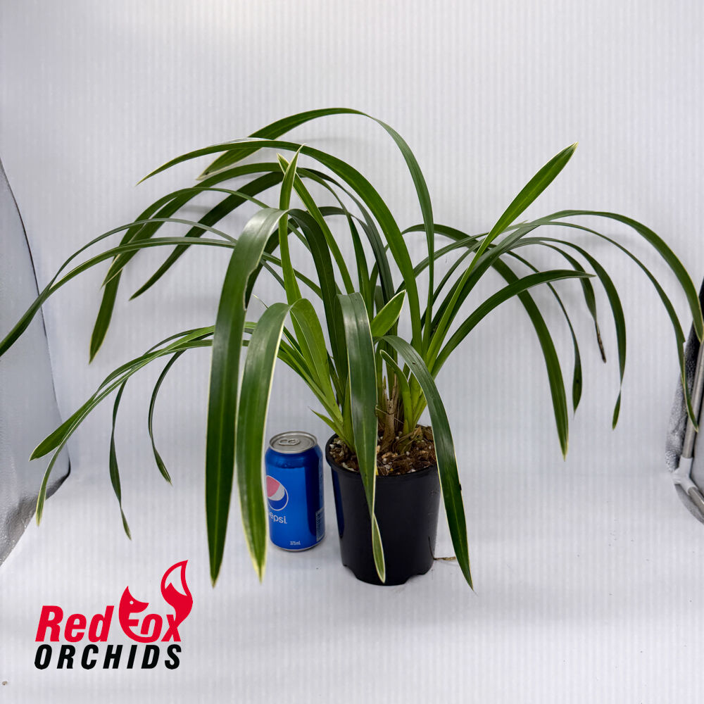 Cymbidium Happy Days 'Green Dragon' (Variegated)