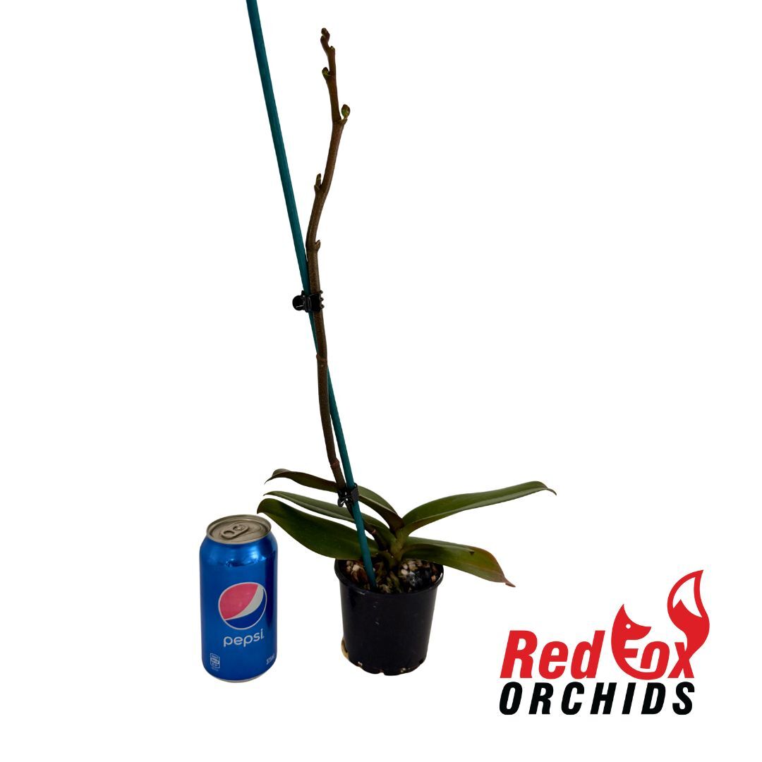 Phalaenopsis King Car Lollipop