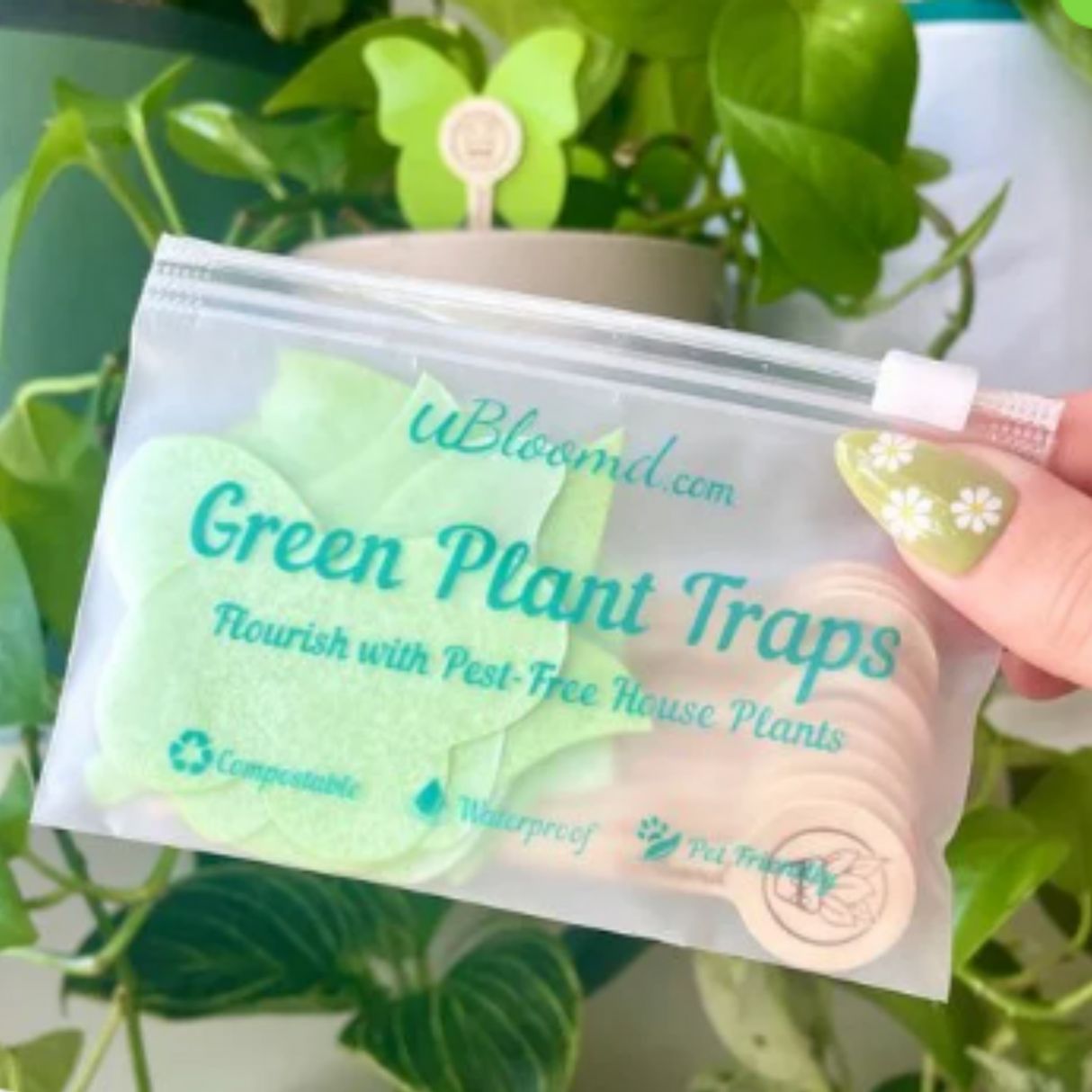 Green Sticky Traps - Monstera Shaped