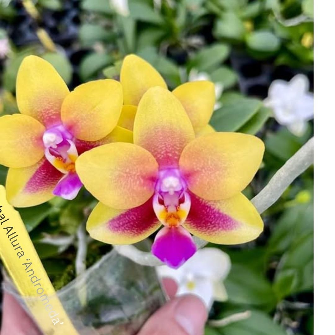 Phalaenopsis Allura 'Andromeda'