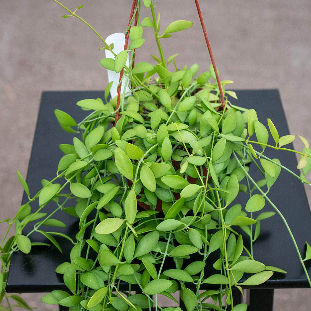 Dischidia oiantha
