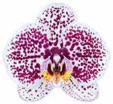 Phalaenopsis Tropic Ocelot