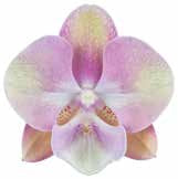 Phalaenopsis Venetian Carnival