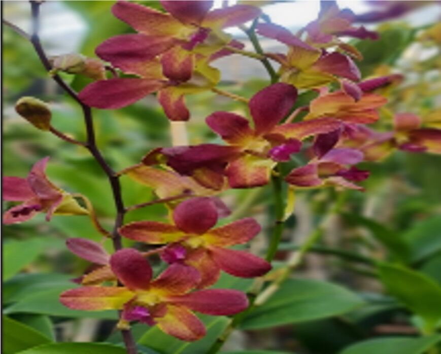 Dendrobium (Thong Deang x Ckaii ) Flask