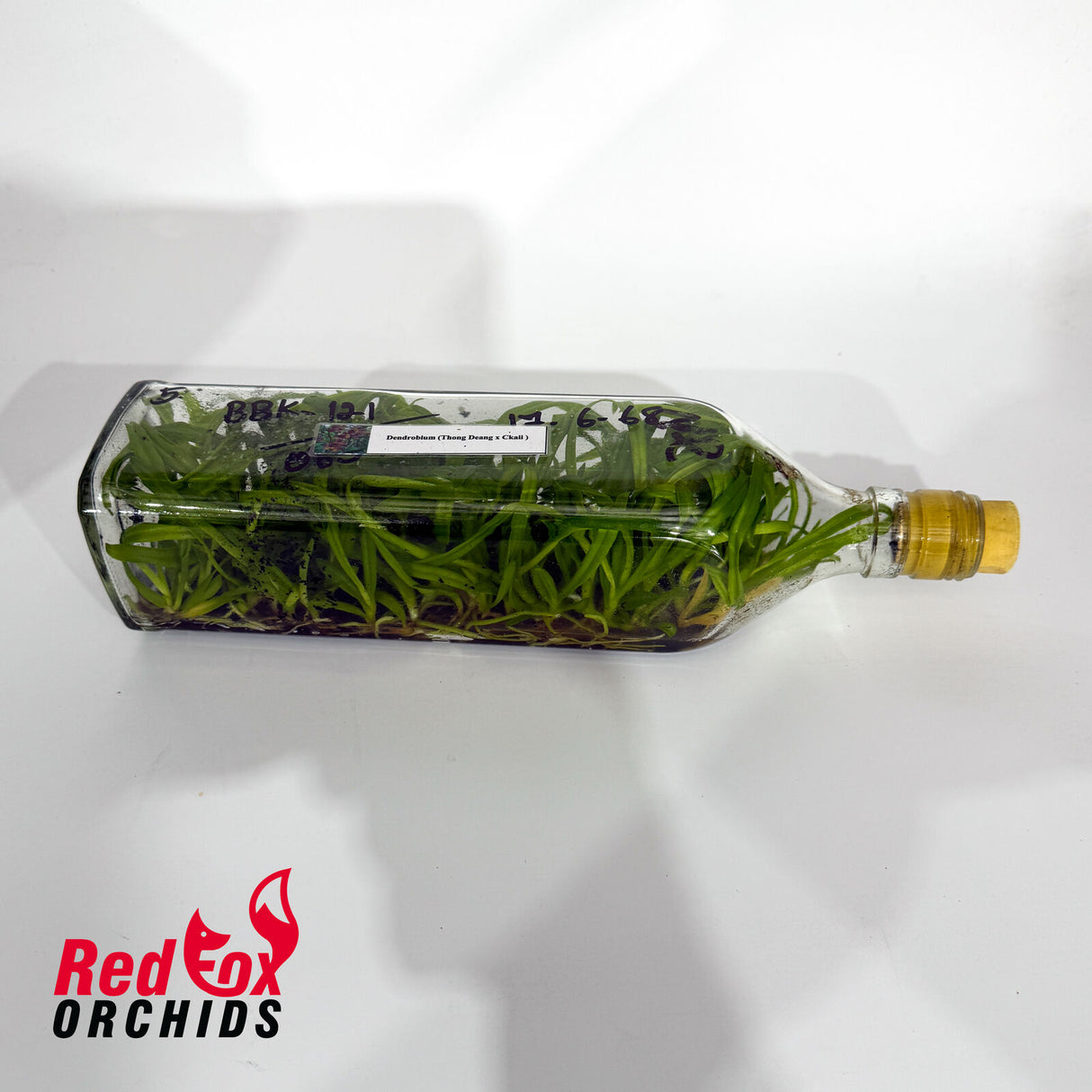 Dendrobium (Thong Deang x Ckaii ) Flask