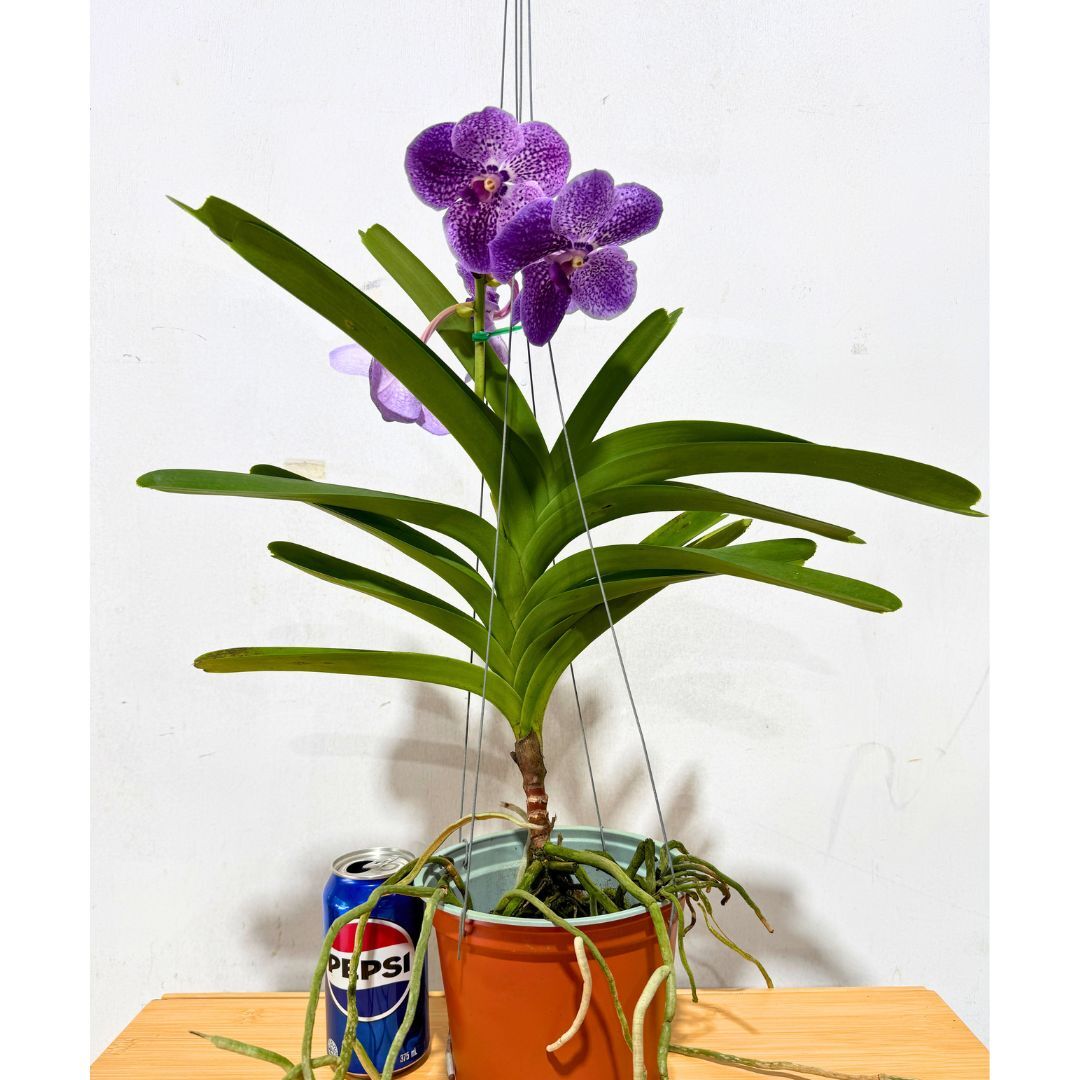 Vanda Robert's Delight 'Alexander'
