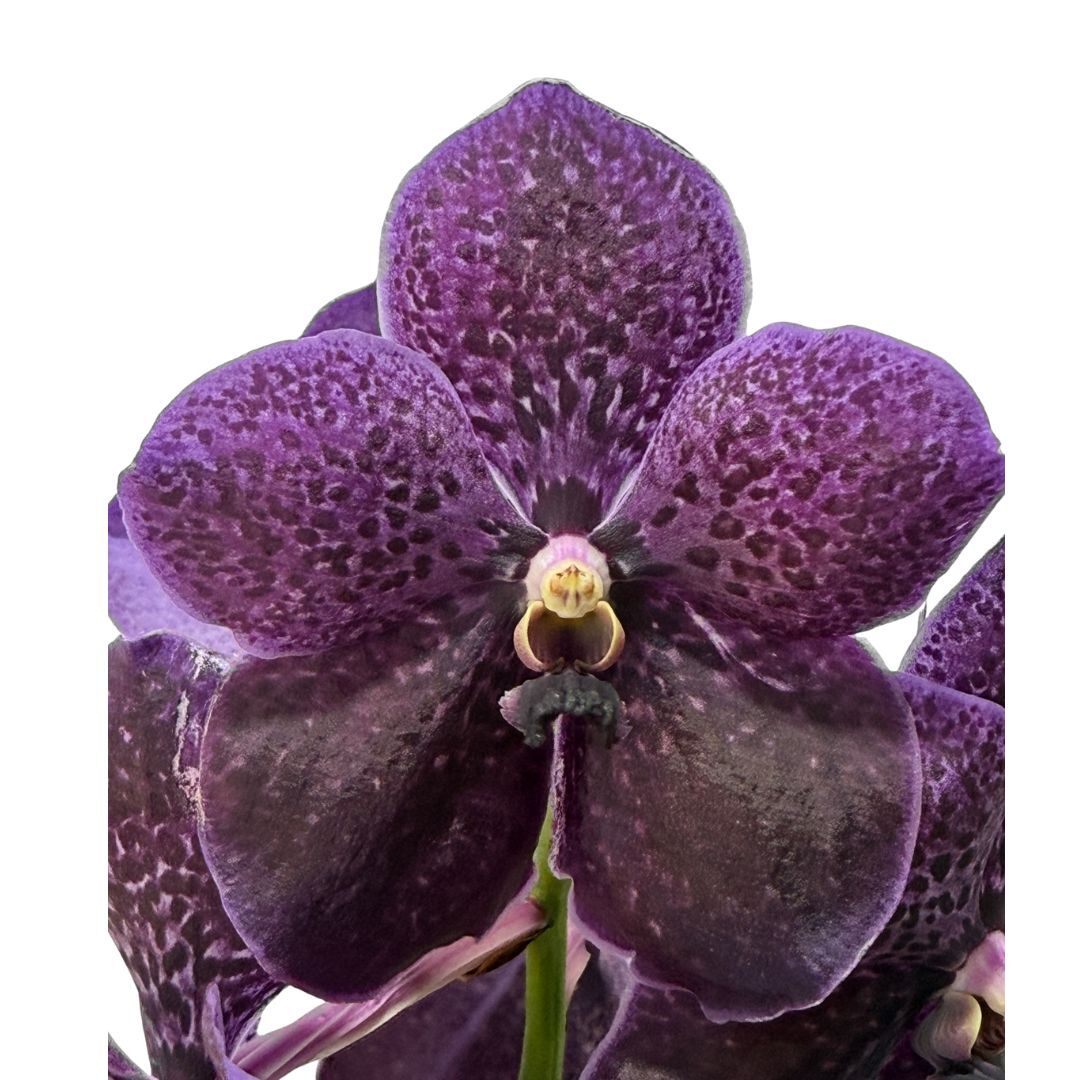 Vanda Fuchs Delight 'Black'