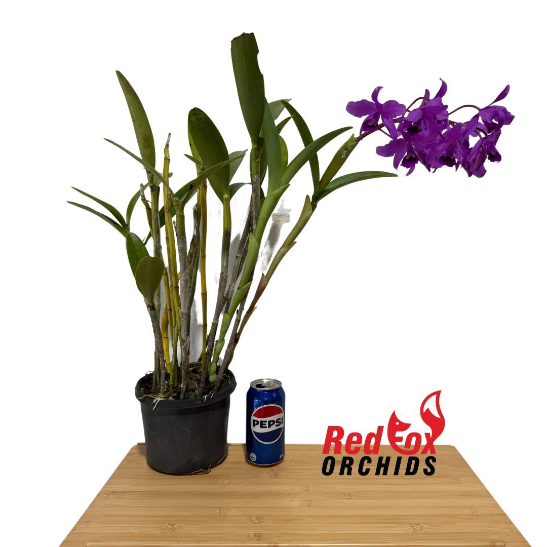Cattleya bowringiana