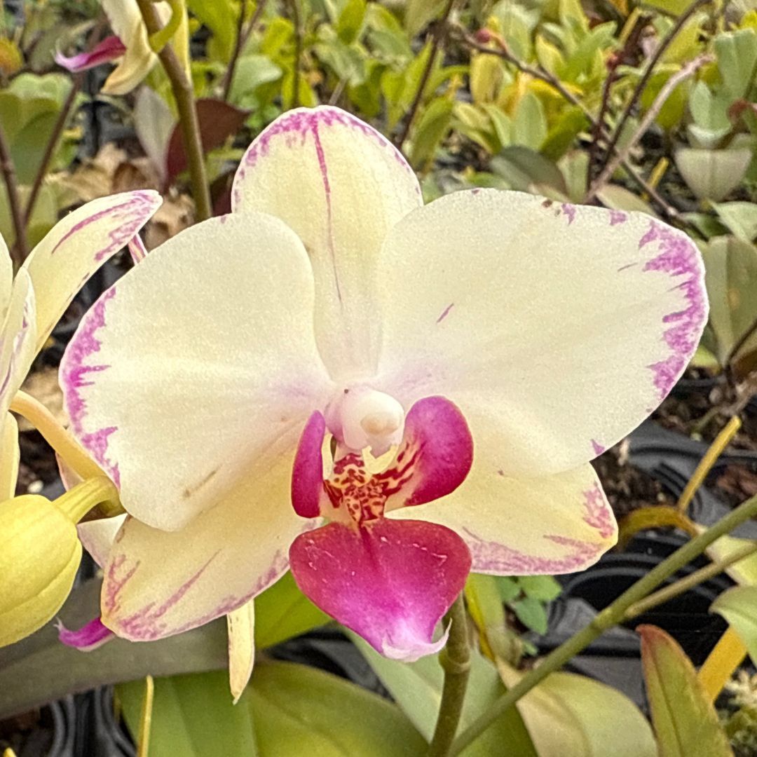 Phalaenopsis PB Sunrise