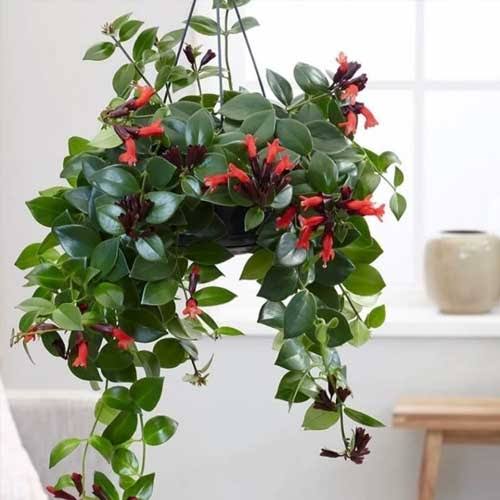 aeschynanthus radicans