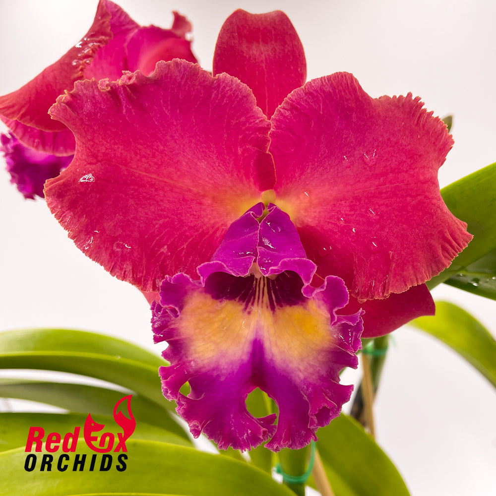 Laeliocattleya Tainan City