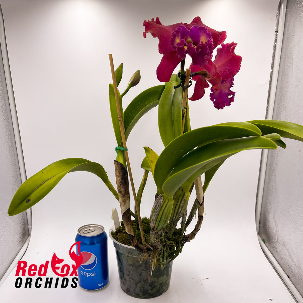 Laeliocattleya Tainan City