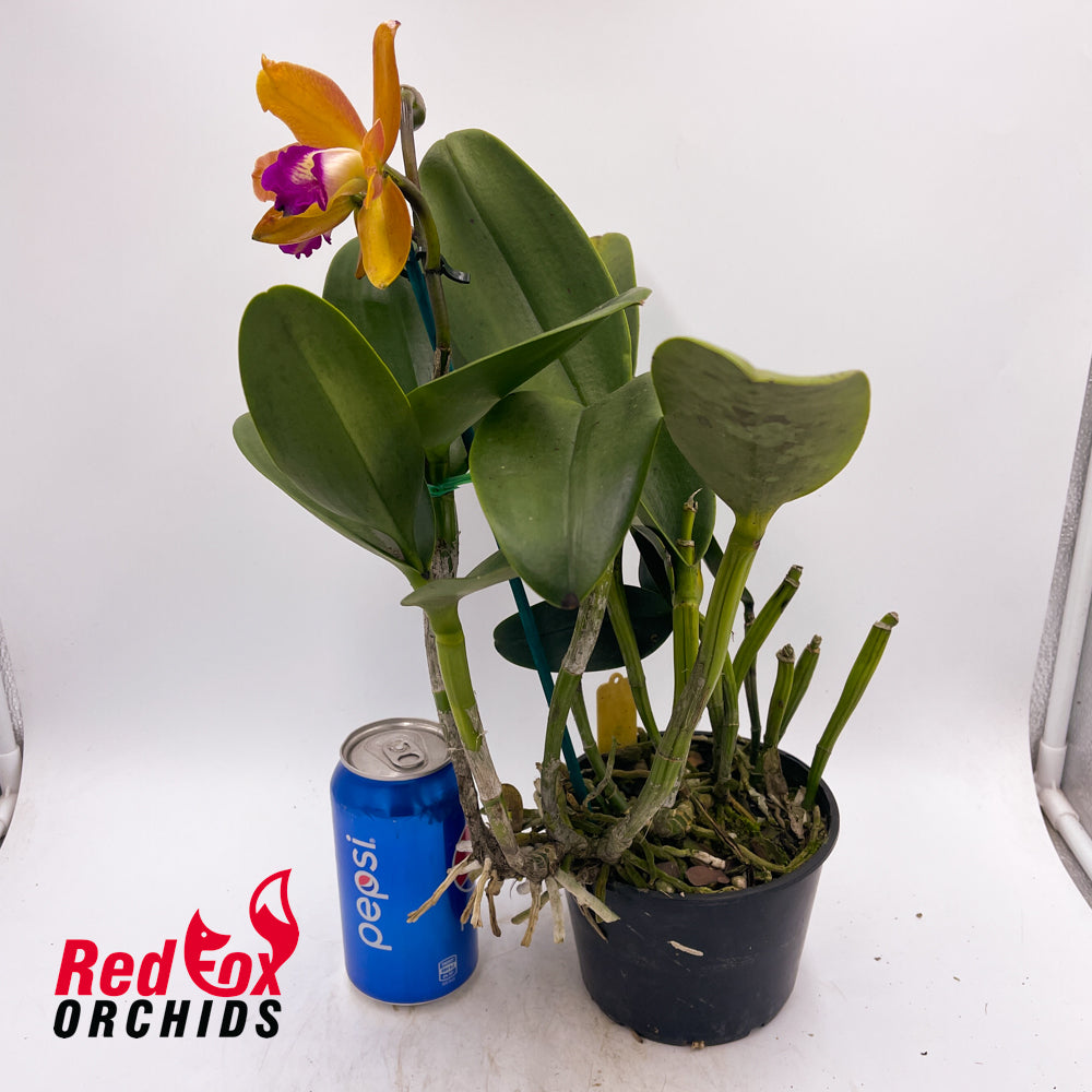 Cattleya (aclandiae x Lc. Aussie Sunset) 'Yellow Spots' x C. Deception Drop (4n) 'Copper & Spots'
