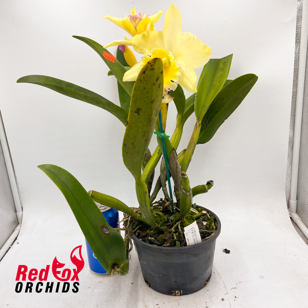 Potinara Burdekin Starbright 'Burdekin' x Blc. California Girl