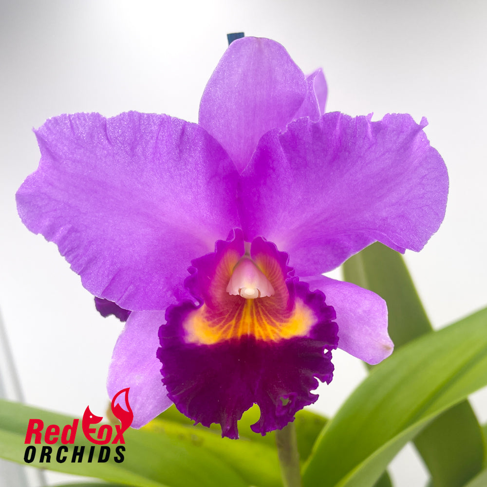 Cattleya Narooma x Brassolaeliocattleya Glenn Maidment