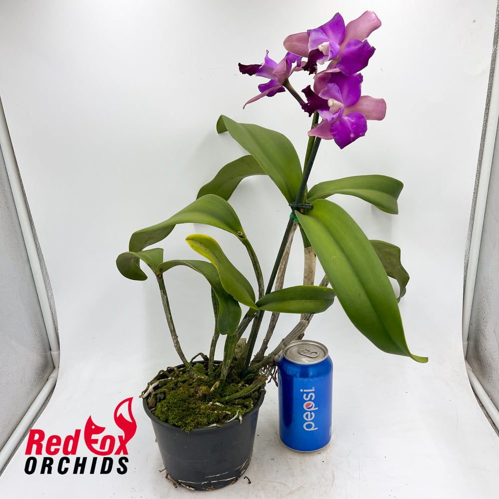 Laeliocattleya Mari's Song x Cattleya Deception Drop 'Copper'
