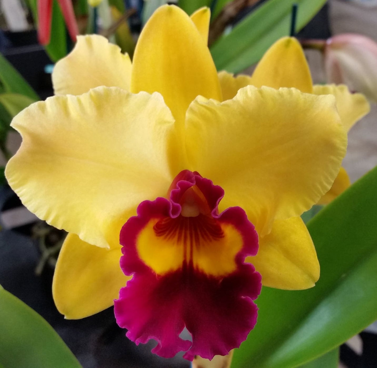 Rhyncholaeliocattleya Toshie's Magic 'Hsinying'