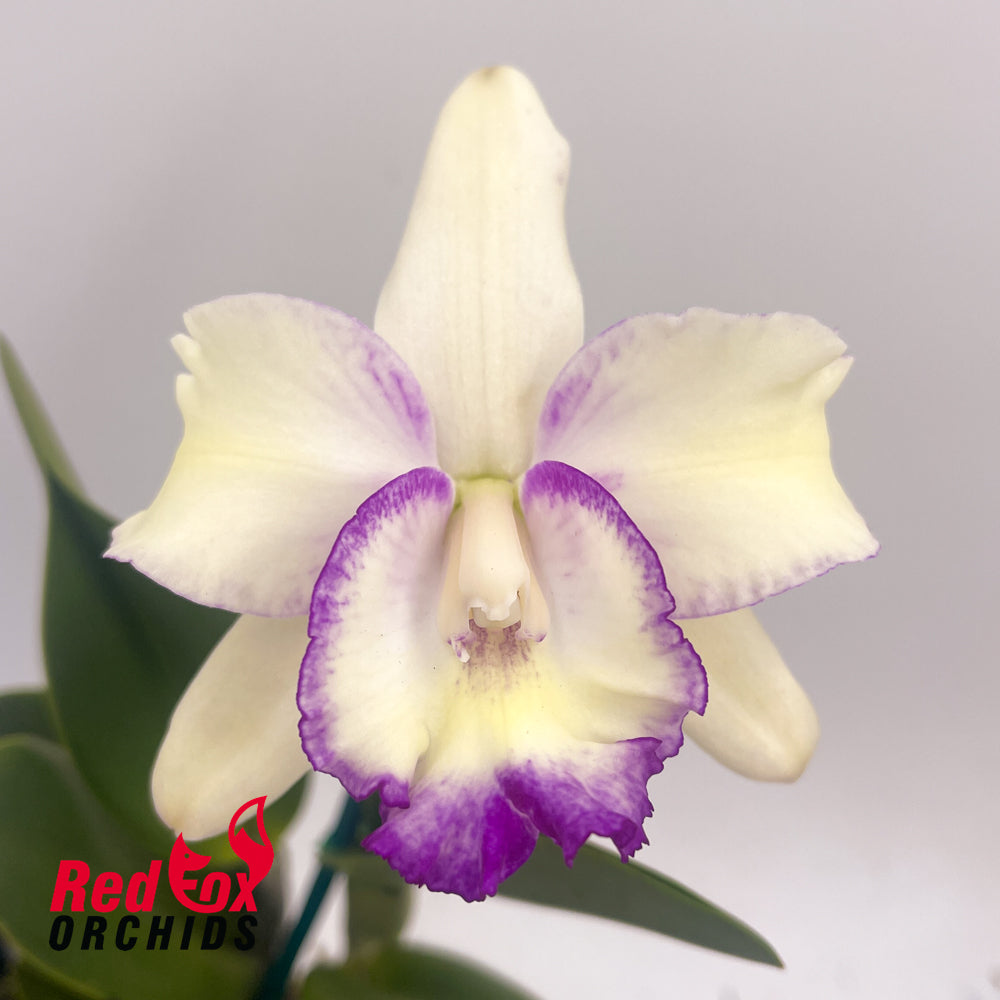 Brassolaeliocattleya Topaz Classic X Blc. Topaz Love 'Splish Splash'