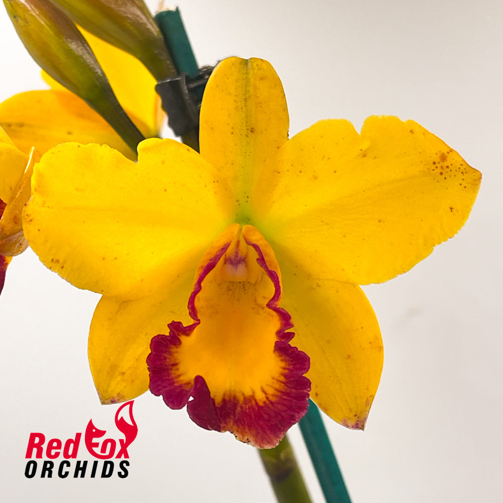 Sophrolaeliocattleya (Jungle Beau (4n) X Lc. Susan Holcombe) X Lc. Susan Holcombe