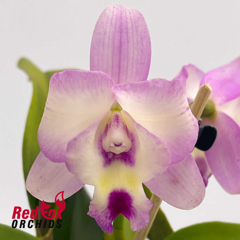 Sophrolaeliocattleya Dream Catcher (4n) 'Super Bright' x Laeliocattleya Angel Heart