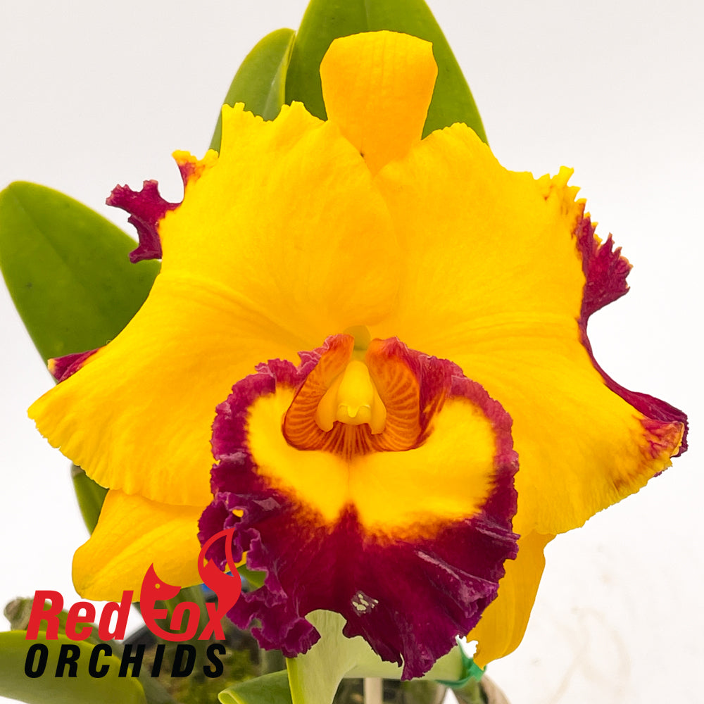 Brassolaeliocattleya Village Chief Rose 'Gangshan King'