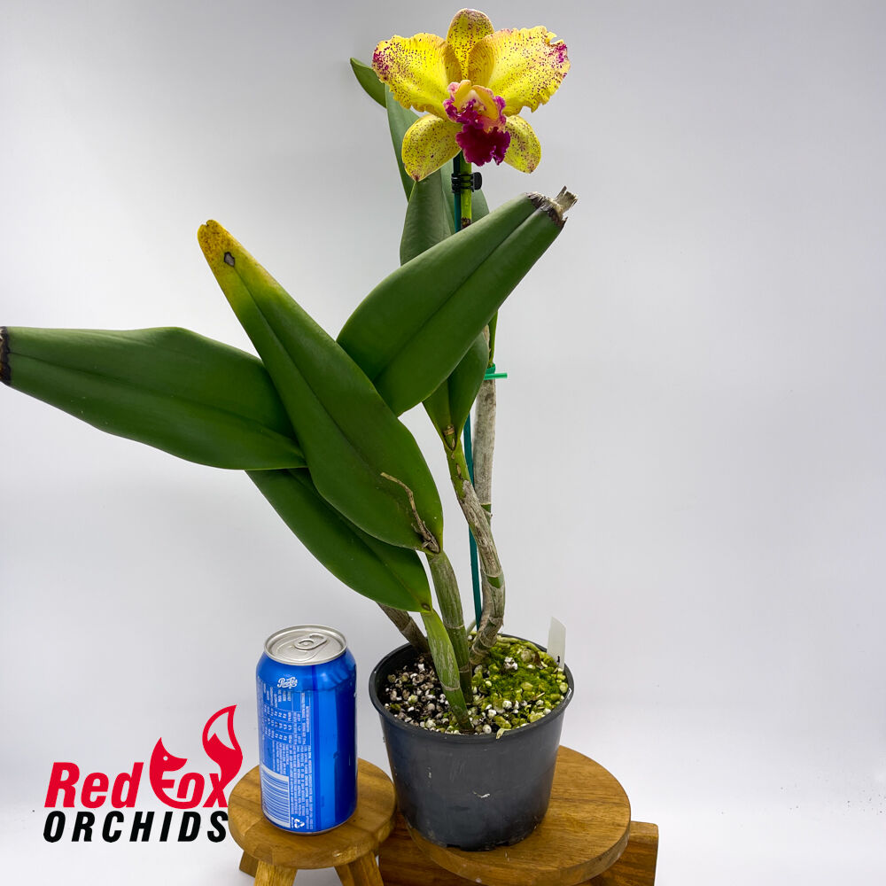 Brassolaeliocattleya Glenn Maidment 'Aranbeem' X Pot. Big Dream