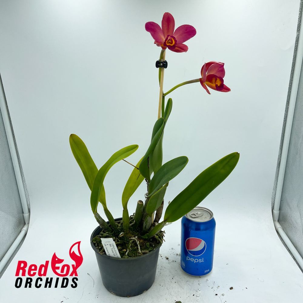 Rhyncattleanthe Topaz Elf 'Tall Orange & Yellow' X Ctt. Aussie Sunset
