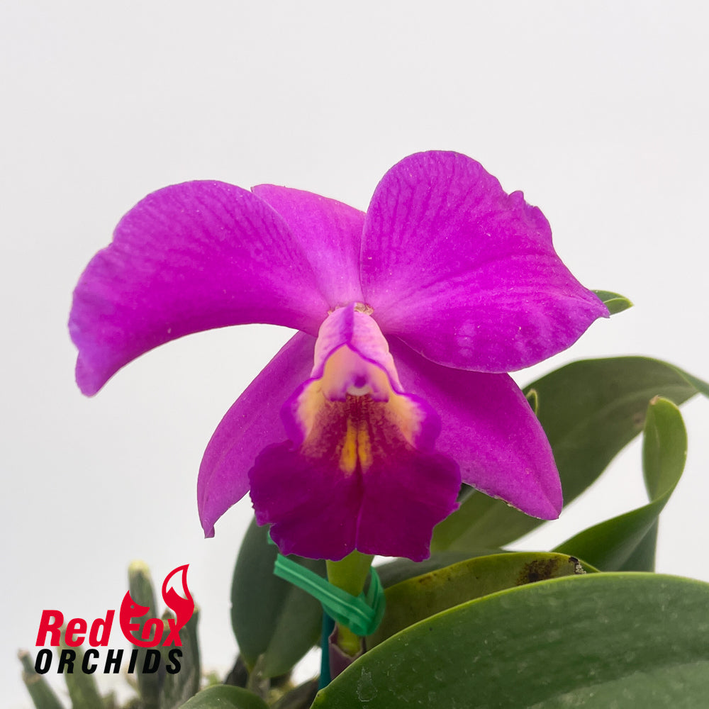Sophrolaeliocattleya Fire Lighter (4n) X C. walkeriana alba (4n) 'White Beauty'