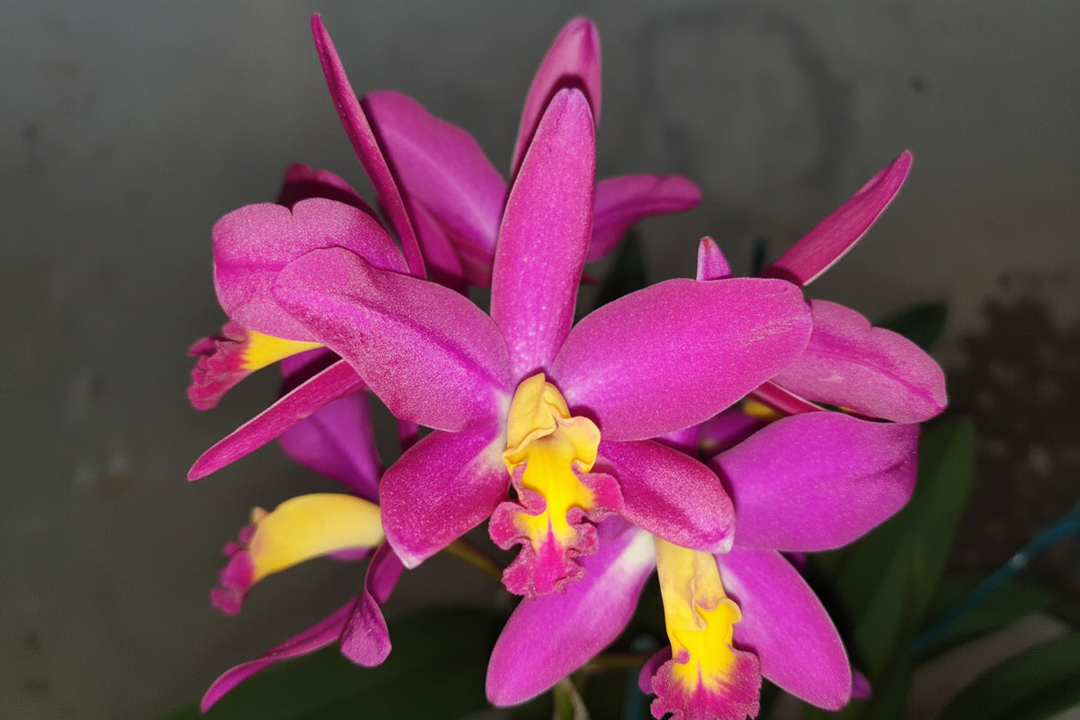 Rhyncattleanthe Topaz Chelsea 'Vibrant'