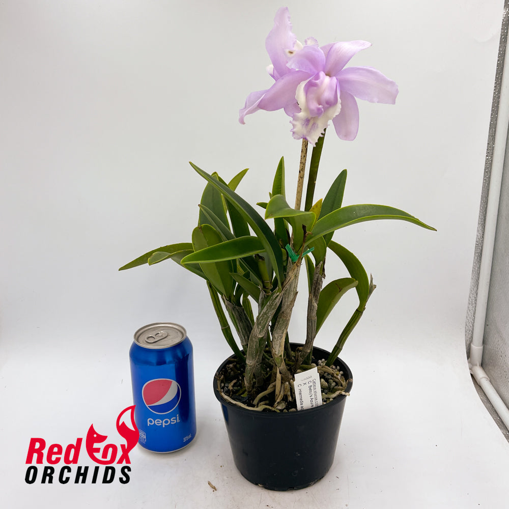 Cattleya Betsy's Azure Sea (4n) coerulea X C. intermedia aquinii vinicolor 'Best David'