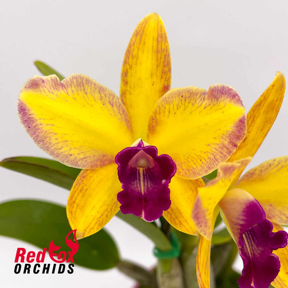 Brassolaeliocattleya Love Sound 'Dogashima' X Slc. Ollies' Folly