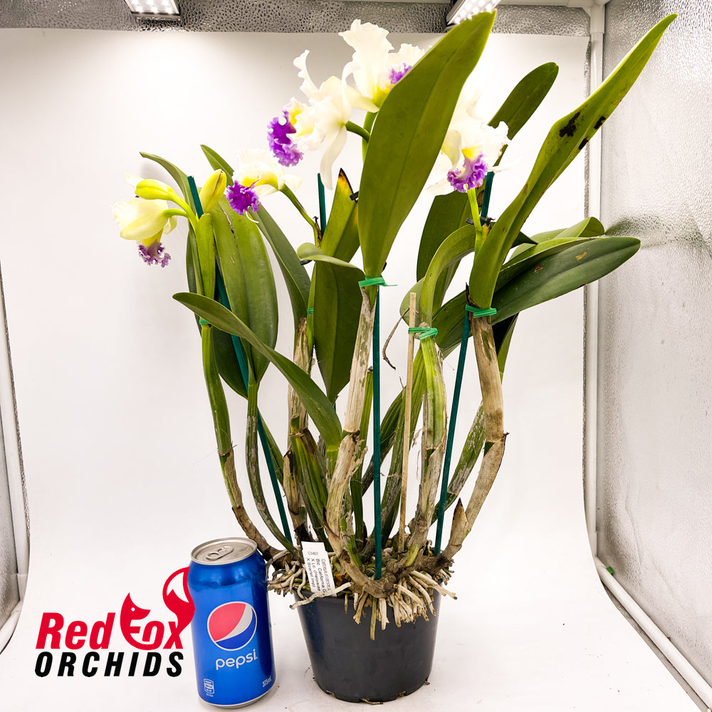 Brassolaeliocattleya California Girl x Laeliocattleya (Heloisiae x Scarlet Imp)