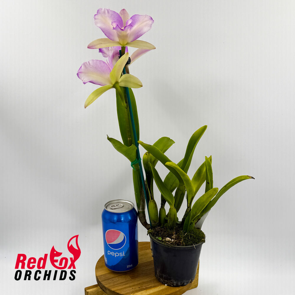 Brassolaeliocattleya Haw Yuan Beauty 'Hong' X Blc. Topaz Sublime