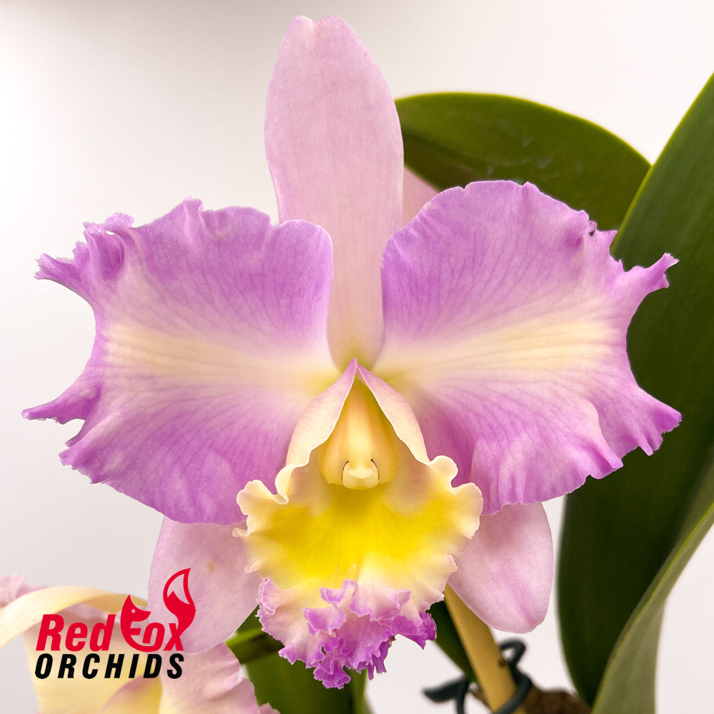 Brassolaeliocattleya Aussie Sunray T'nt x Laeliocattleya Alsaks Pattern 'Cheeky'